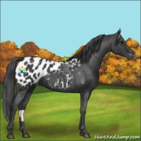 Horse Color:Blue Roan Appaloosa 