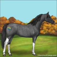 Horse Color:Blue Roan Tobiano 