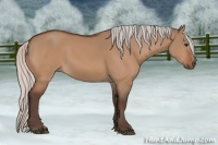 Horse Color:Silver Bay Dun