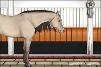 Horse Color:Amber Champagne Dun 