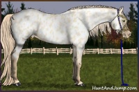 Horse Color:Gold Champagne Dun Near Leopard 