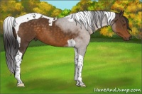 Horse Color:Buckskin Tobiano
