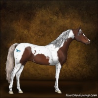 Horse Color:Silver Brown Tobiano 