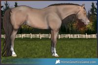 Horse Color:Amber Champagne Tobiano