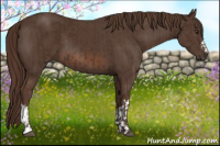 Horse Color:Liver Chestnut and Liver Chestnut