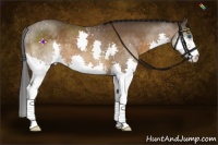 Horse Color:Buckskin Splash 