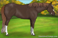 Horse Color:Liver Chestnut and Liver Chestnut Splash