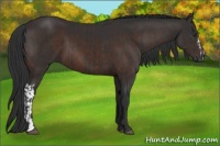 Horse Color:Liver Chestnut  and Brown 
