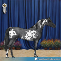 Horse Color:Blue Roan Appaloosa  and Blue Roan 
