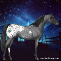Horse Color:Blue Roan Appaloosa 