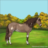 Horse Color:Liver Red Dun Onyx and Liver Red Dun