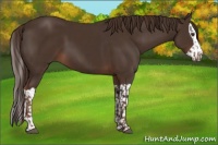 Horse Color:Liver Chestnut  and Liver Chestnut Splash 