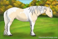 Horse Color:Palomino Dun Tobiano 