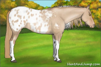 Horse Color:Liver Red Dun Pearl Tobiano Appaloosa Rabicano Brindle 
