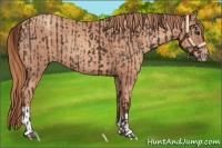 Horse Color:Liver Chestnut  and Gold Champagne 