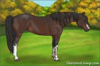 Horse Color:Liver Chestnut  and Brown 