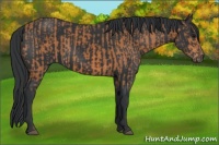 Horse Color:Bay  and Black 