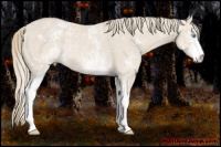 Horse Color:White Spotted Smoky Creme Rabicano 