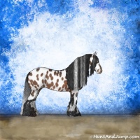 Horse Color:Brown Appaloosa Rabicano