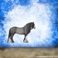 Horse Color:Grullo Rabicano 