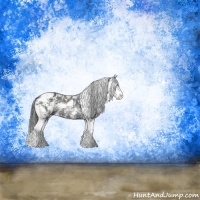 Horse Color:Black Sabino Rabicano