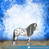 Horse Color:Brown Sabino Appaloosa 