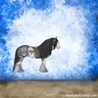 Horse Color:Black Sabino 