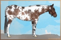 Horse Color:White Spotted Brown Varnish Rabicano 