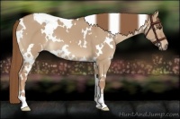 Horse Color:White Spotted Red Dun 