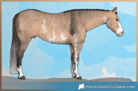 Horse Color:Bay Dun Sabino 