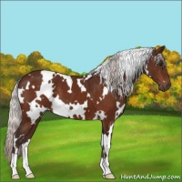 Horse Color:White Spotted Silver Bay 