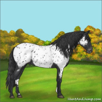 Horse Color:Blue Roan Appaloosa