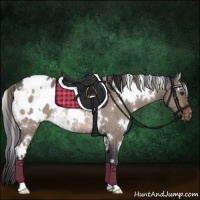 Horse Color:White Spotted Brown Dun Appaloosa Rabicano 