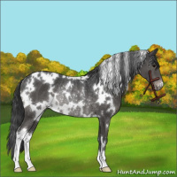 Horse Color:White Spotted Black Varnish Rabicano 