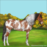 Horse Color:White Spotted Bay Varnish Rabicano 