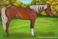 Horse Color:Silver Bay 