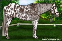 Horse Color:Liver Chestnut Appaloosa and Liver Chestnut Splash Appaloosa