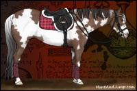 Horse Color:White Spotted Bay Frame Rabicano 