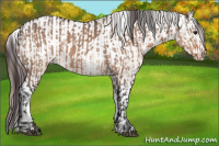 Horse Color:Bay Dun Appaloosa  and Bay Dun Frame Appaloosa 