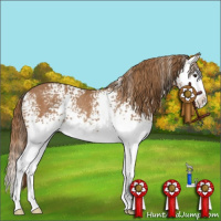 Horse Color:White Spotted Chestnut Sabino Splash Rabicano 