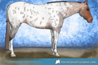 Horse Color:Bay Roan Tobiano Appaloosa 