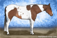 Horse Color:Bay Tobiano Appaloosa Rabicano