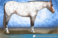 Horse Color:Bay Roan Appaloosa 