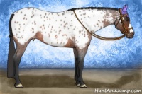 Horse Color:Bay Roan Appaloosa