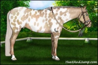 Horse Color:Silver Buckskin Pearl Blanket