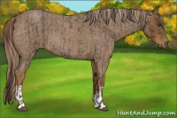 Horse Color:Liver Red Roan  and Chocolate Palomino Roan 