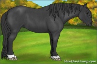 Horse Color:Blue Roan 