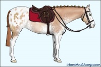 Horse Color:White Spotted Gold Champagne Sabino Appaloosa Rabicano