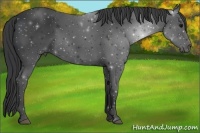 Horse Color:Black Sabino