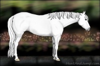 Horse Color:Gray Black Tobiano Appaloosa